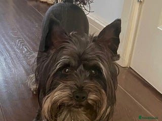 Yorkshire Terrier dogs Black yorkie for stud in Merthyr Tydfil - Advert 1