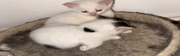 Mixed Breed cats for sale: Kittens for sale‼️ - Advert 3