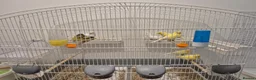 Canaries birds for sale: WaterSlagger canary in London - Advert 4