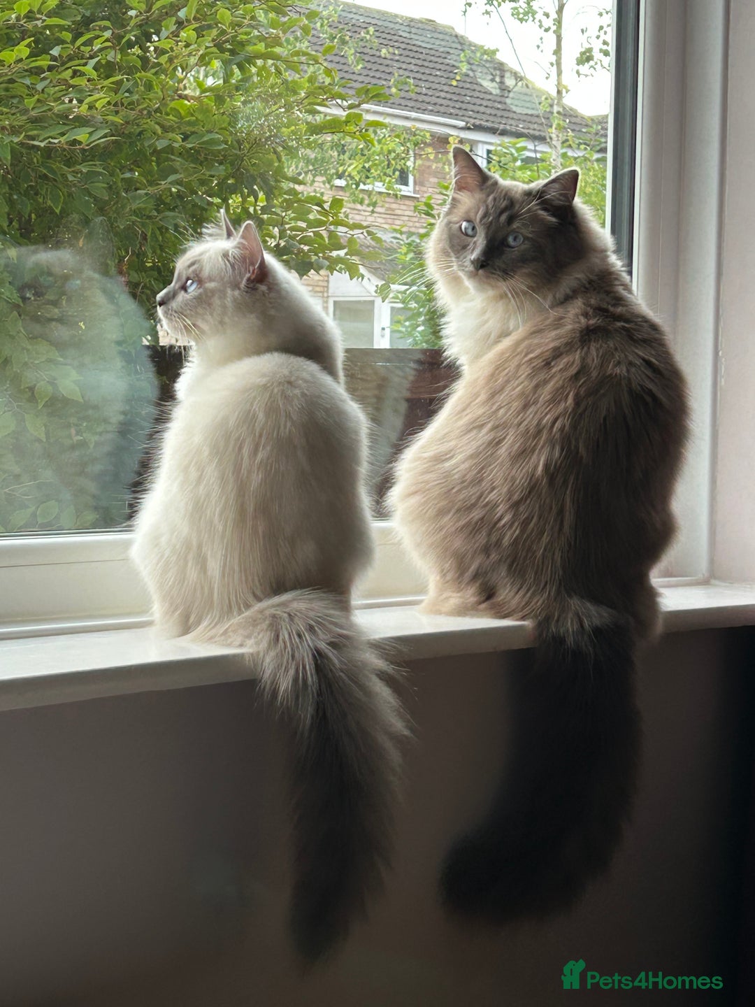 Ragdoll cats for sale: 2 yr old neutered blue mitted ragdoll - Image 6