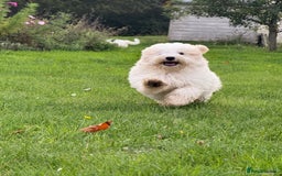 Maltipoo dogs for sale: 🌟LAST 2🌟 Black+White Boy 🐼 Biscuit+White Girl🍪 - Image 23