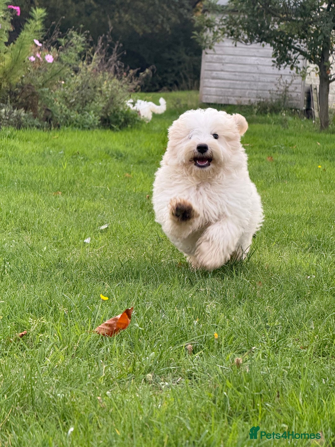 Maltipoo dogs for sale: 🌟LAST 2🌟 Black+White Boy 🐼 Biscuit+White Girl🍪 - Image 23