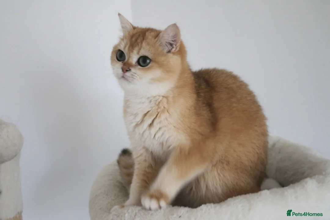 British Shorthair cats for sale: 🩷 Ny12 Golden British Shorthair Girl 🩷 - Advert 1