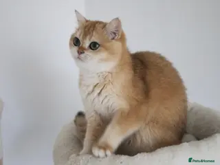 British Shorthair cats 🩷 Ny12 Golden British Shorthair Girl 🩷 - Advert 1