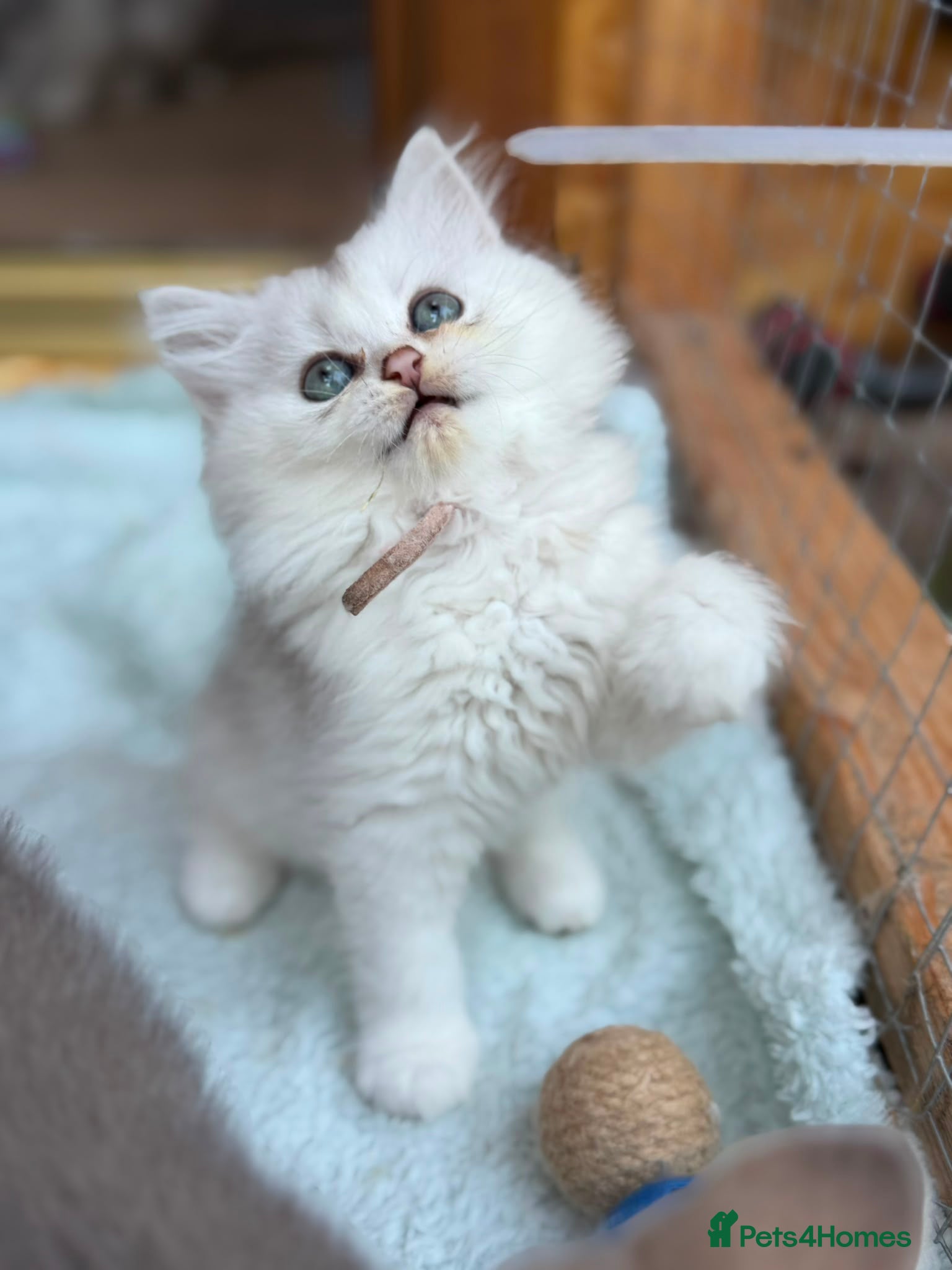 British Longhair cats TICA BRITISH SHORTHAIR & LONGHAIR KITTENS  - Advert 2