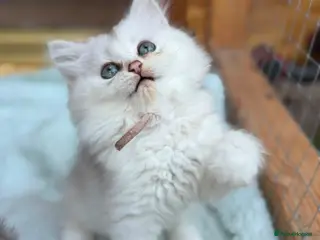 British Longhair cats TICA BRITISH SHORTHAIR & LONGHAIR KITTENS - Advert 2