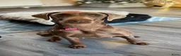 Dobermann dogs for sale: Doberman KC reg - Advert 7