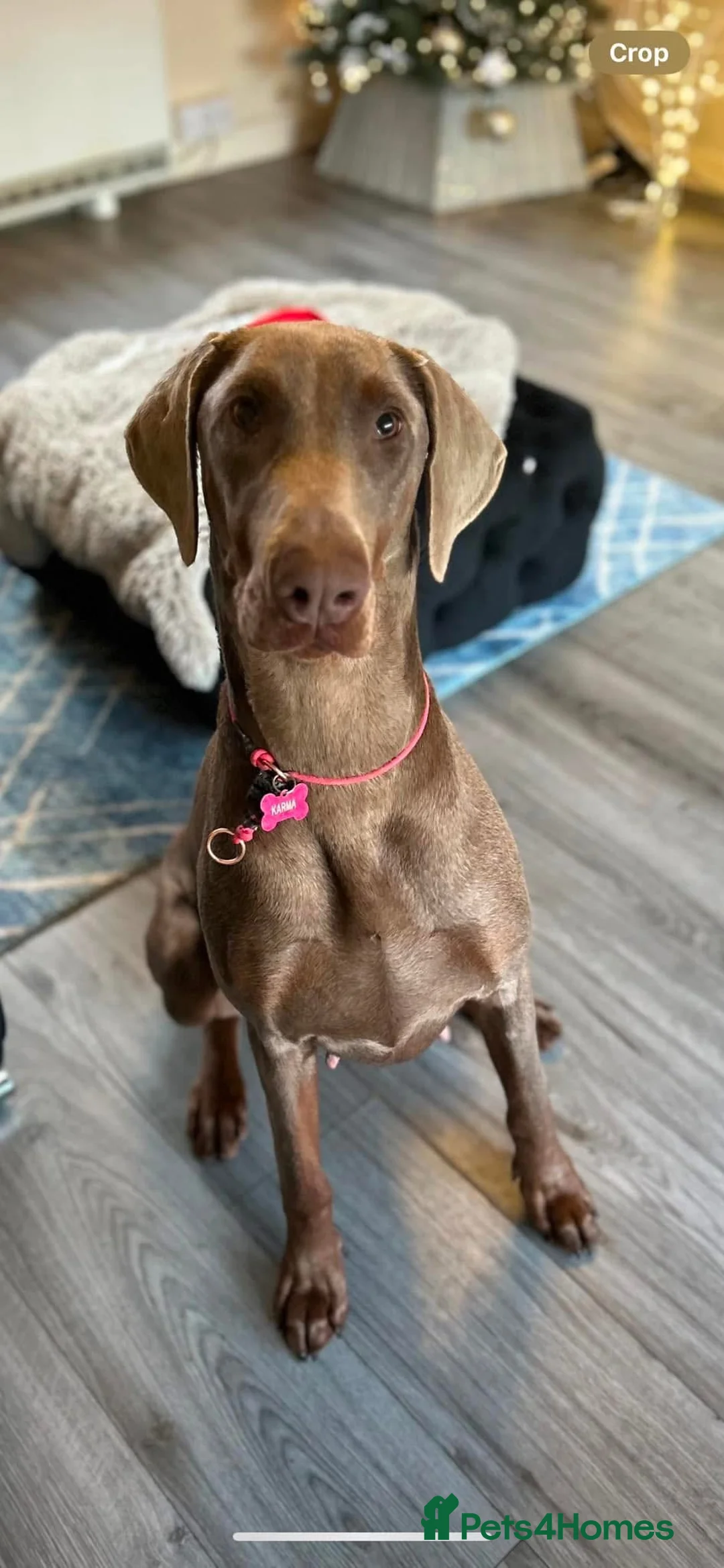 Dobermann dogs for sale: Doberman KC reg - Advert 7