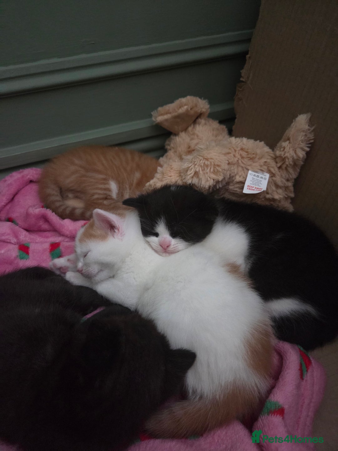 Domestic Shorthair cats for sale: 2 stunning kittens - Advert 2