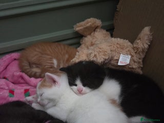 Domestic Shorthair cats 2 stunning kittens - Advert 1