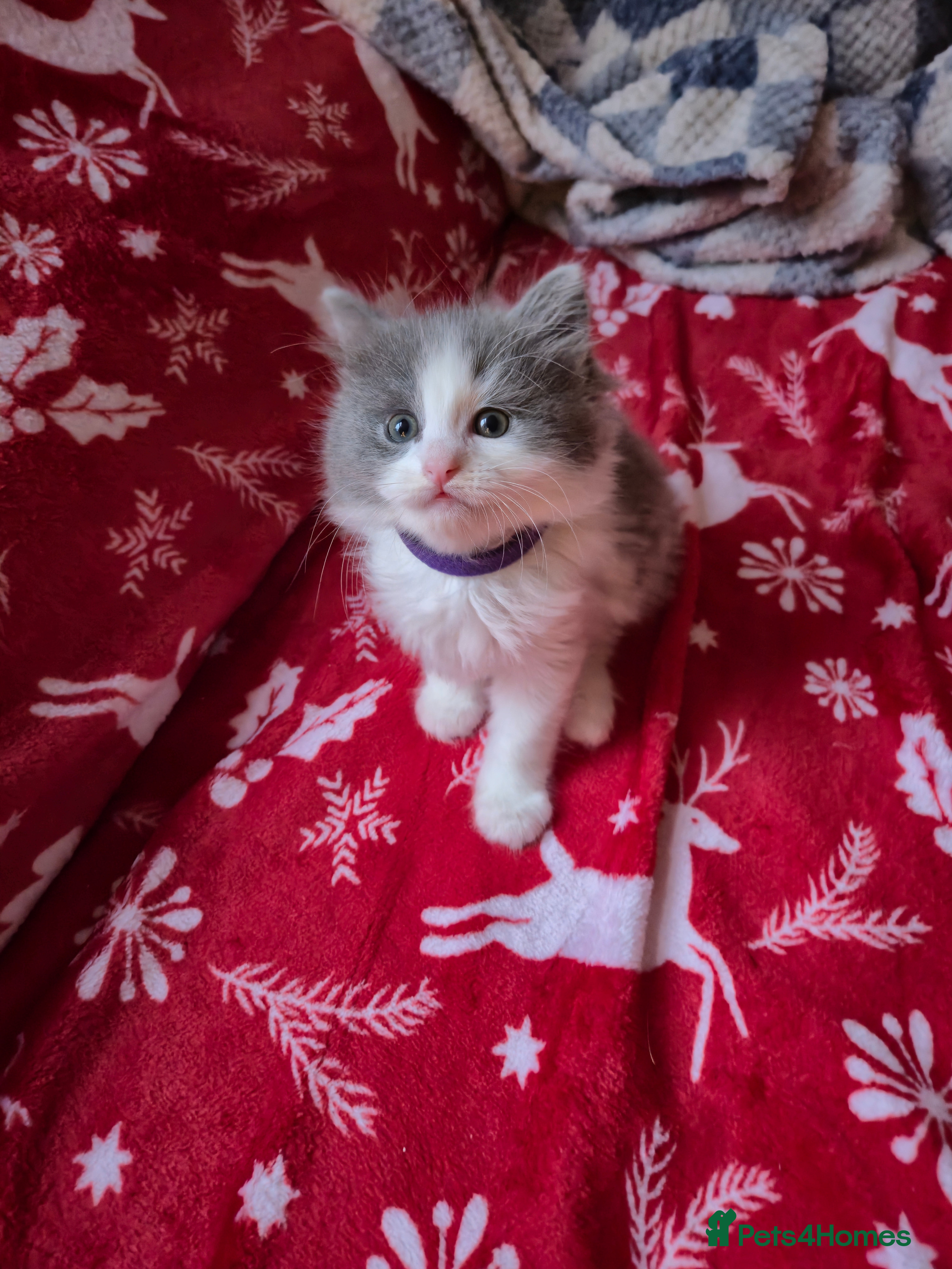 Mixed Breed cats Ragdoll x - Advert 3