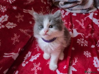 Mixed Breed cats Ragdoll x - Advert 5