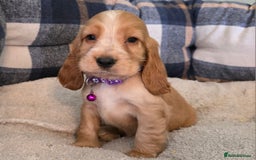 Cocker Spaniel dogs for sale: * KC Registered show type cockers * - Image 8