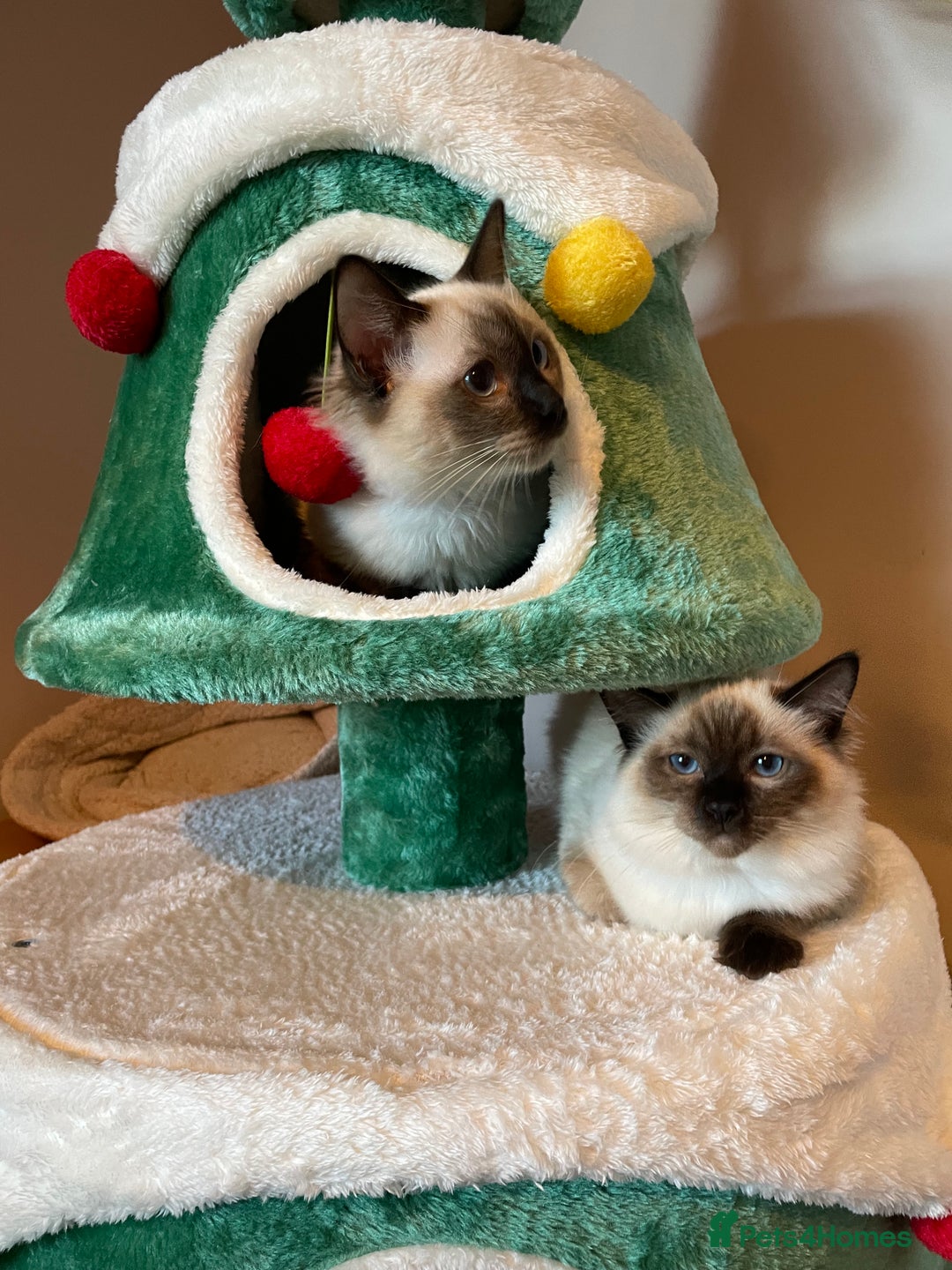 Ragdoll cats for sale: GCCF Ragdoll seal kittens, only 2 boys left - Advert 7