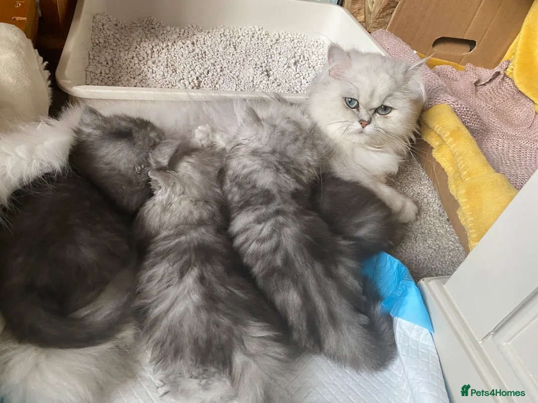 Persian cats for sale: Stunning Persian Chinchilla Kittens - Lancashire. in Blackburn - Advert 2