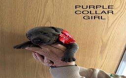 Staffordshire Bull Terrier dogs for sale: Staffordshire bull terrier pups - Advert 2