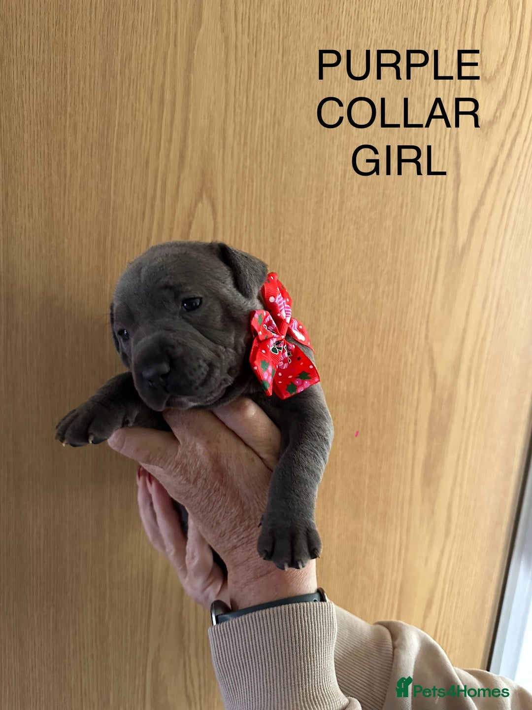 Staffordshire Bull Terrier dogs for sale: Staffordshire bull terrier pups - Advert 2