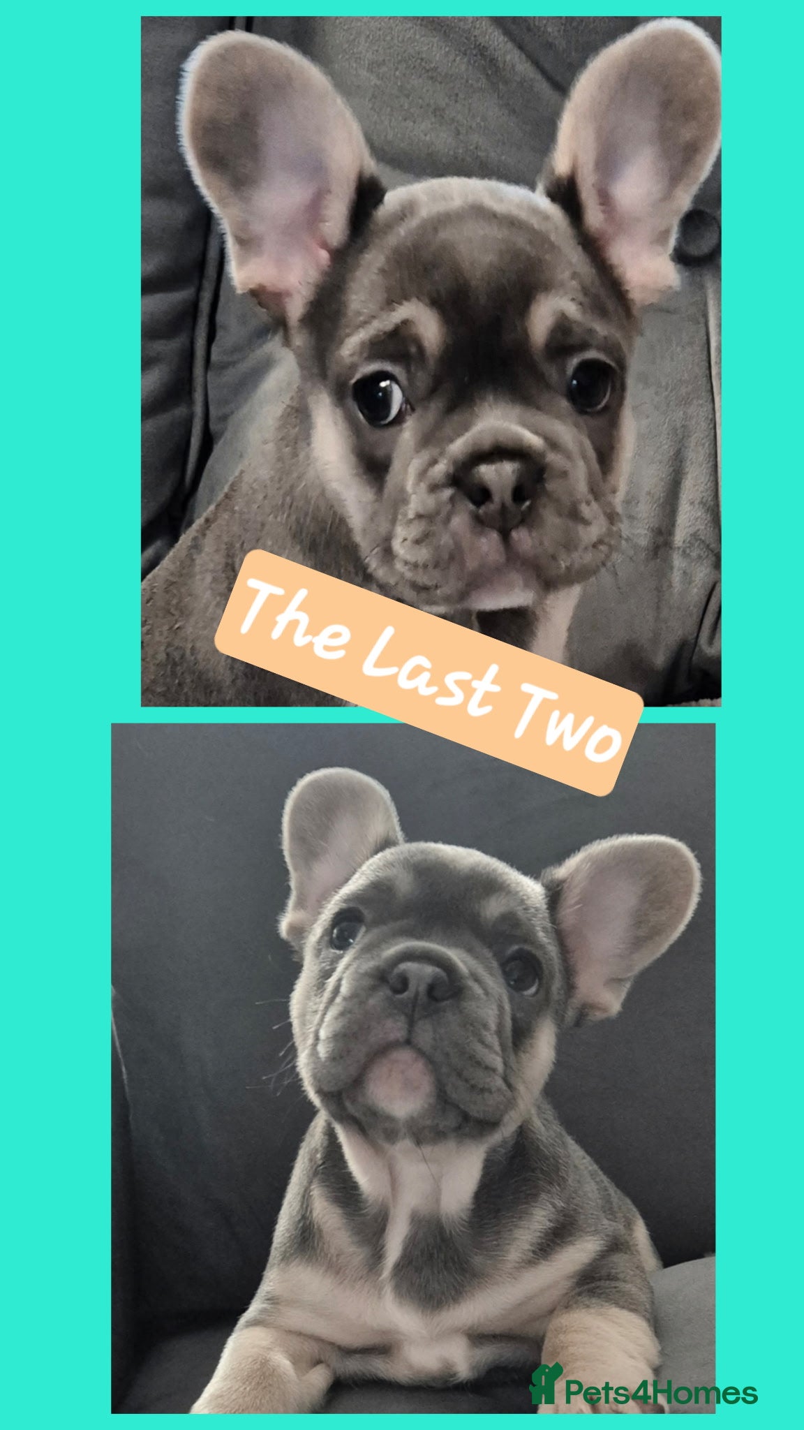 French Bulldog dogs Recently Reduced - beautiful french bulldogs - Advert 14