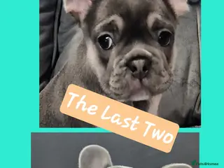 French Bulldog dogs Recently Reduced - beautiful french bulldogs - Advert 14