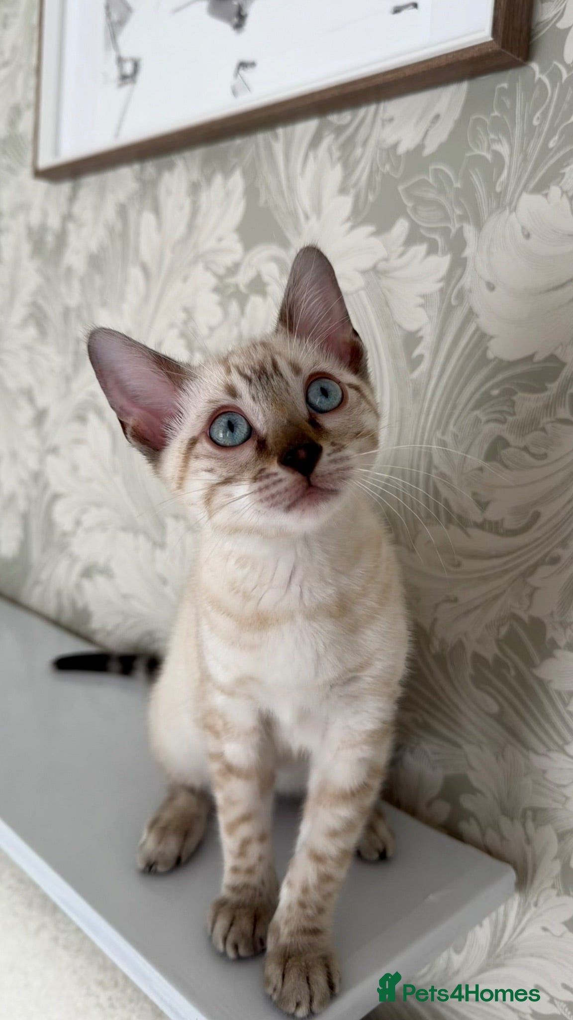 Bengal cats Snow bengal kittens  - Advert 2