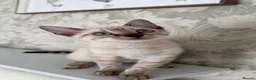 Bengal cats for sale: Snow bengal kittens  - Advert 1
