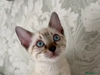Bengal cats Snow bengal kittens - Advert 12