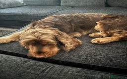 Cocker Spaniel dogs for sale: ✨ Show Cocker Spaniel pups ✨ - Image 14