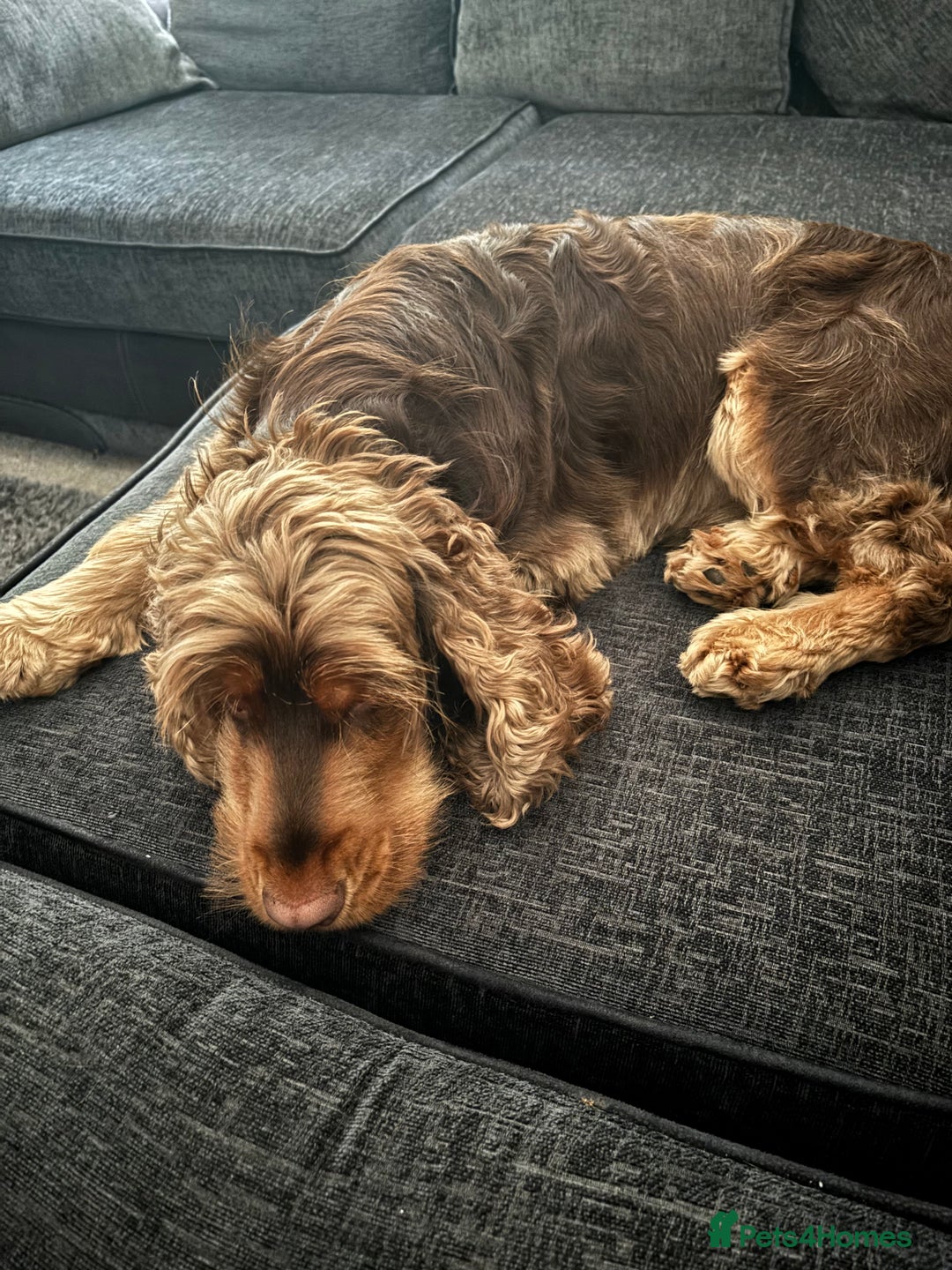 Cocker Spaniel dogs for sale: ✨ Show Cocker Spaniel pups ✨ - Image 14