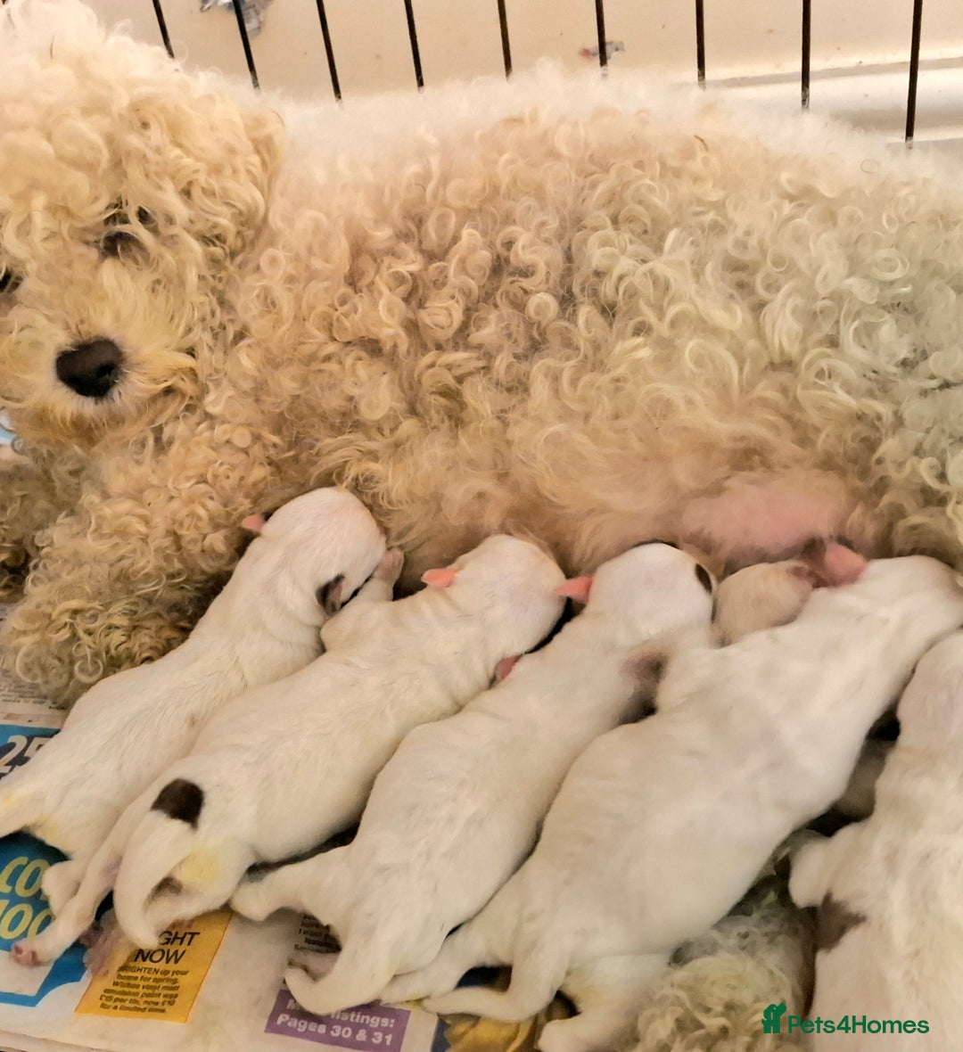 Mixed Breed dogs for sale: Jackie-bichion - Advert 1