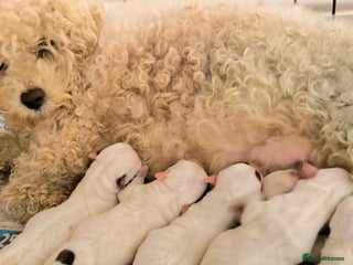 Mixed Breed dogs Jackie-bichion - Advert 1