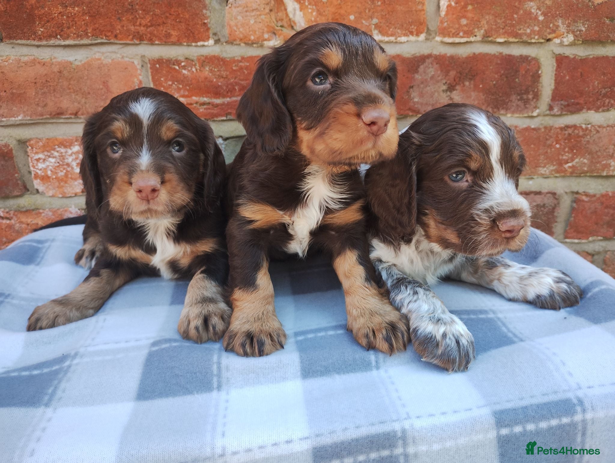 Cocker Spaniel dogs Cocker Spaniel Puppies  - Advert 12