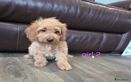 Cockapoo dogs for sale: Adorable cockapoo pups ready to go 🐶 - Image 11