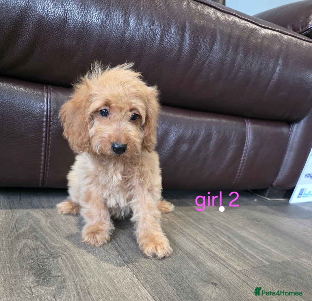 Cockapoo dogs for sale: Adorable cockapoo pups ready to go 🐶 - Image 11