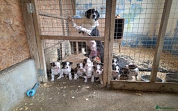 Border Collie dogs for sale: Collie puppies - Image 2