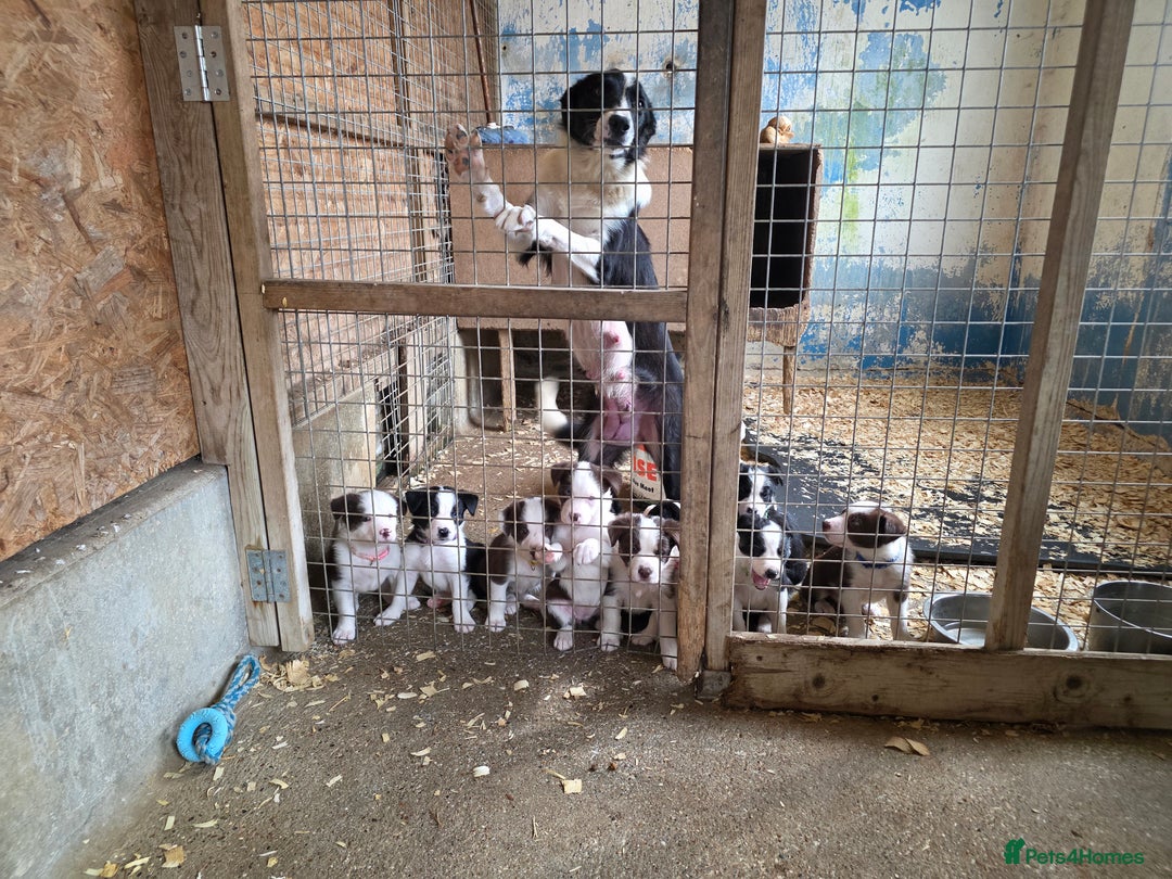 Border Collie dogs for sale: Collie puppies - Image 2