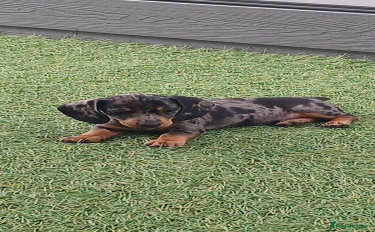 Dachshund dogs - Advert 16