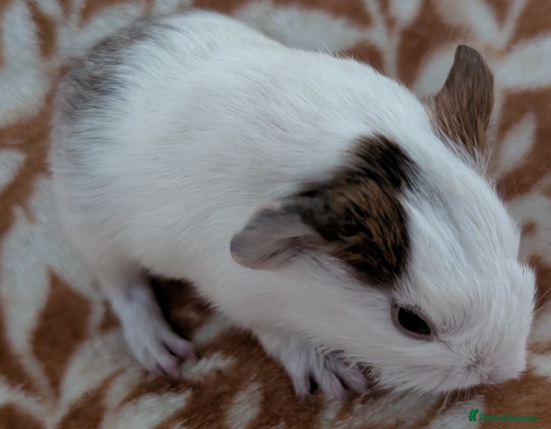 Guinea Pig rodents for sale:  baby guinea pigs  - Image 3