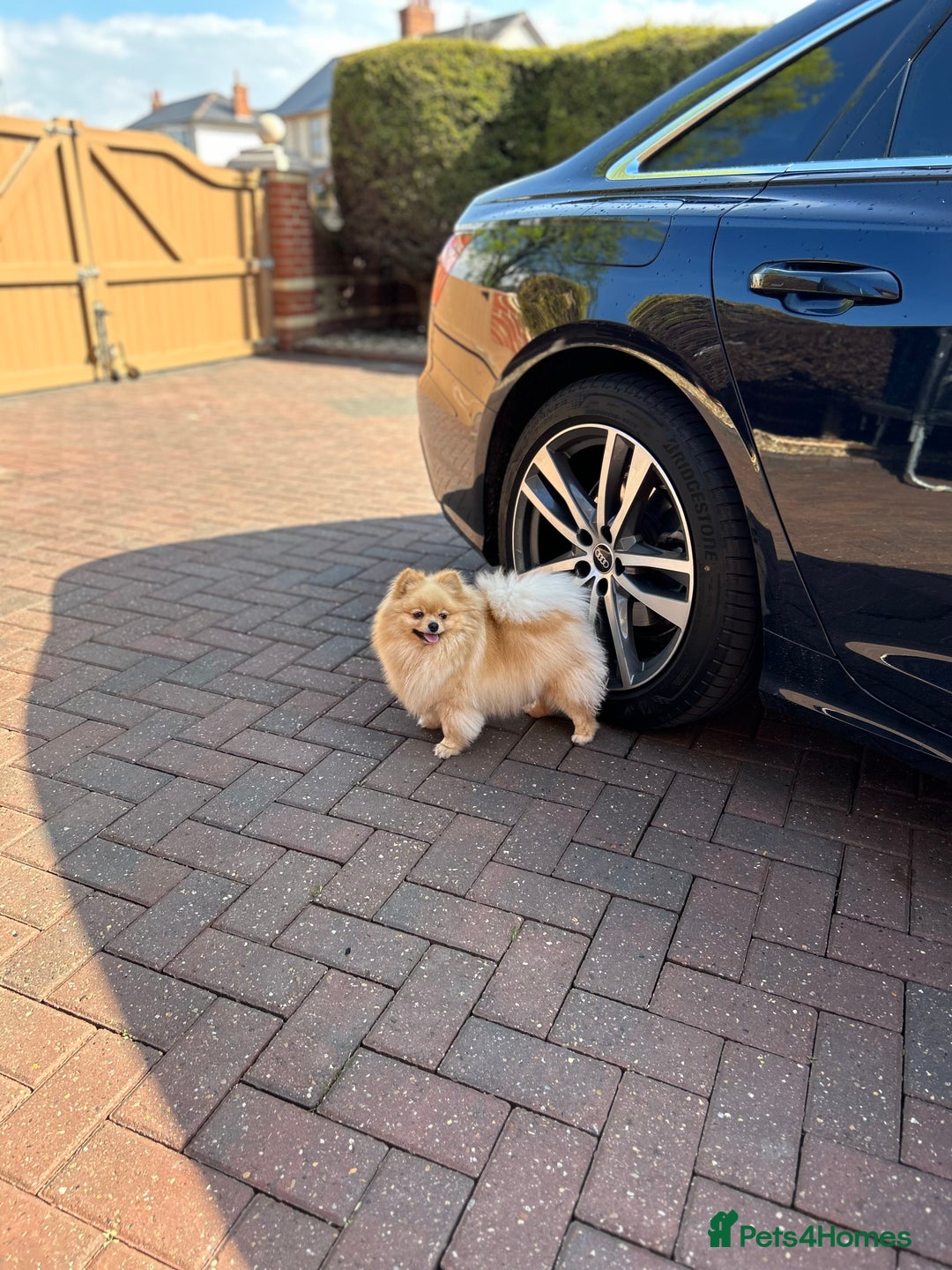 Pomeranian dogs for sale: Bella from Russia 🇷🇺  - Image 7