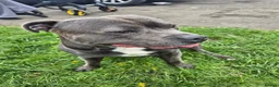 Staffordshire Bull Terrier dogs for sale: Blue staffordshire bull terriers - Advert 6