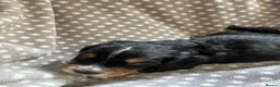 Cocker Spaniel dogs for sale: Working cocker spaniel puppies  - Advert 19