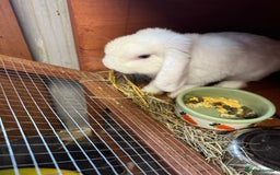 Mini Lop rabbits for sale: 2 male mini lops  - Image 3
