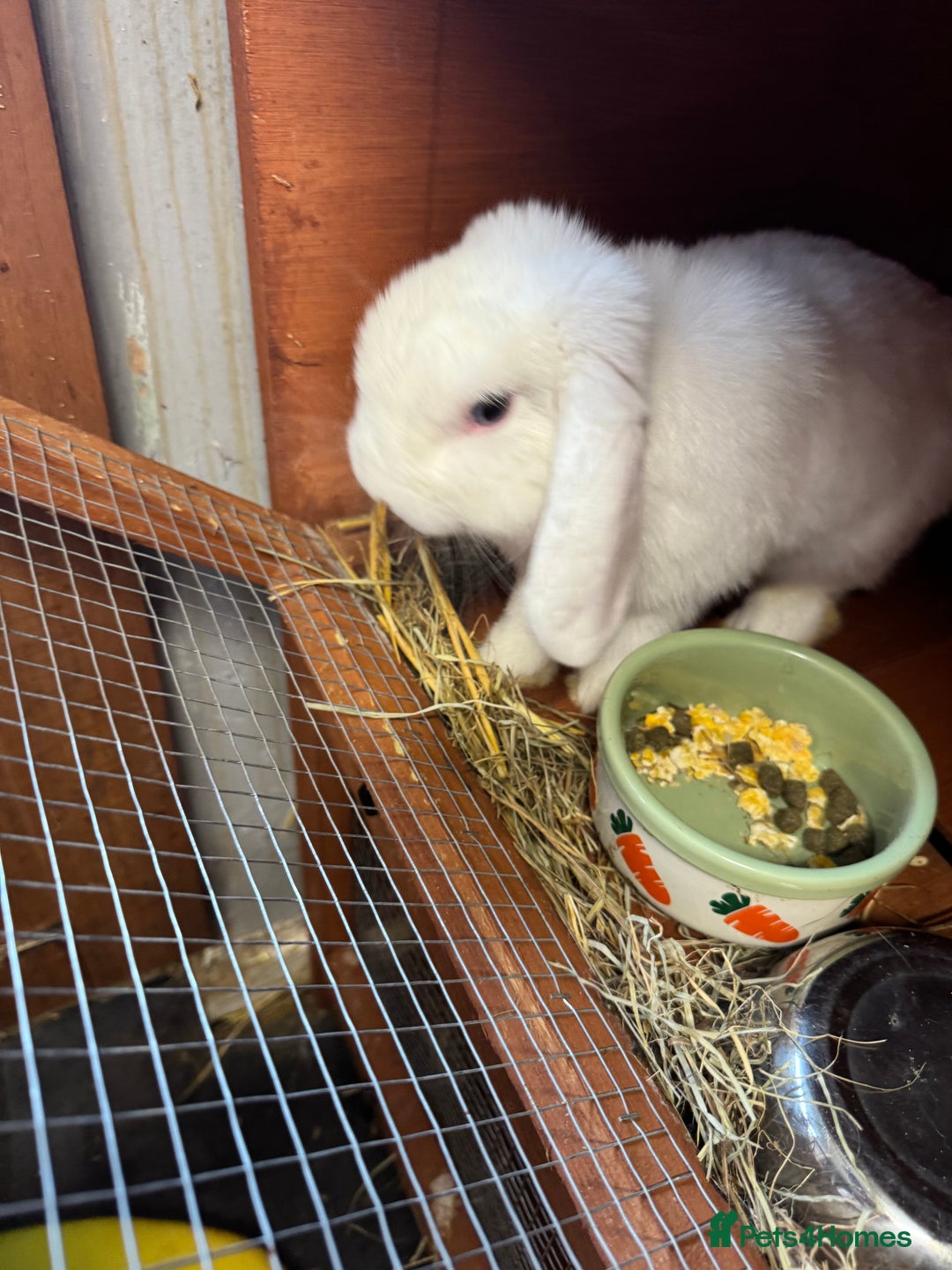 Mini Lop rabbits for sale: 2 male mini lops  - Image 3