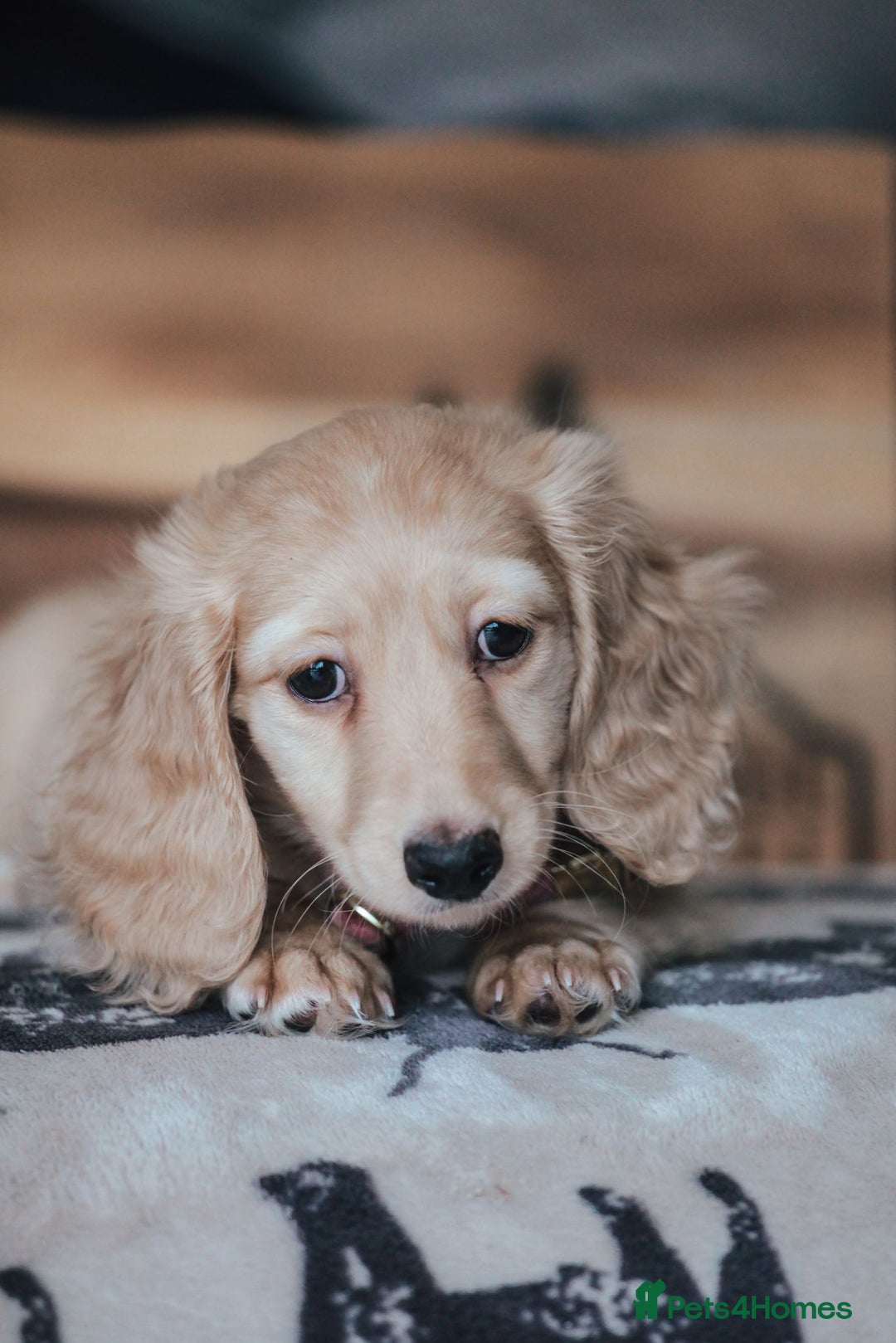 Miniature Dachshund dogs for sale: CREAM MINIATURE DACHSHUNDS CHAMPION PEDIGREE  - Image 17