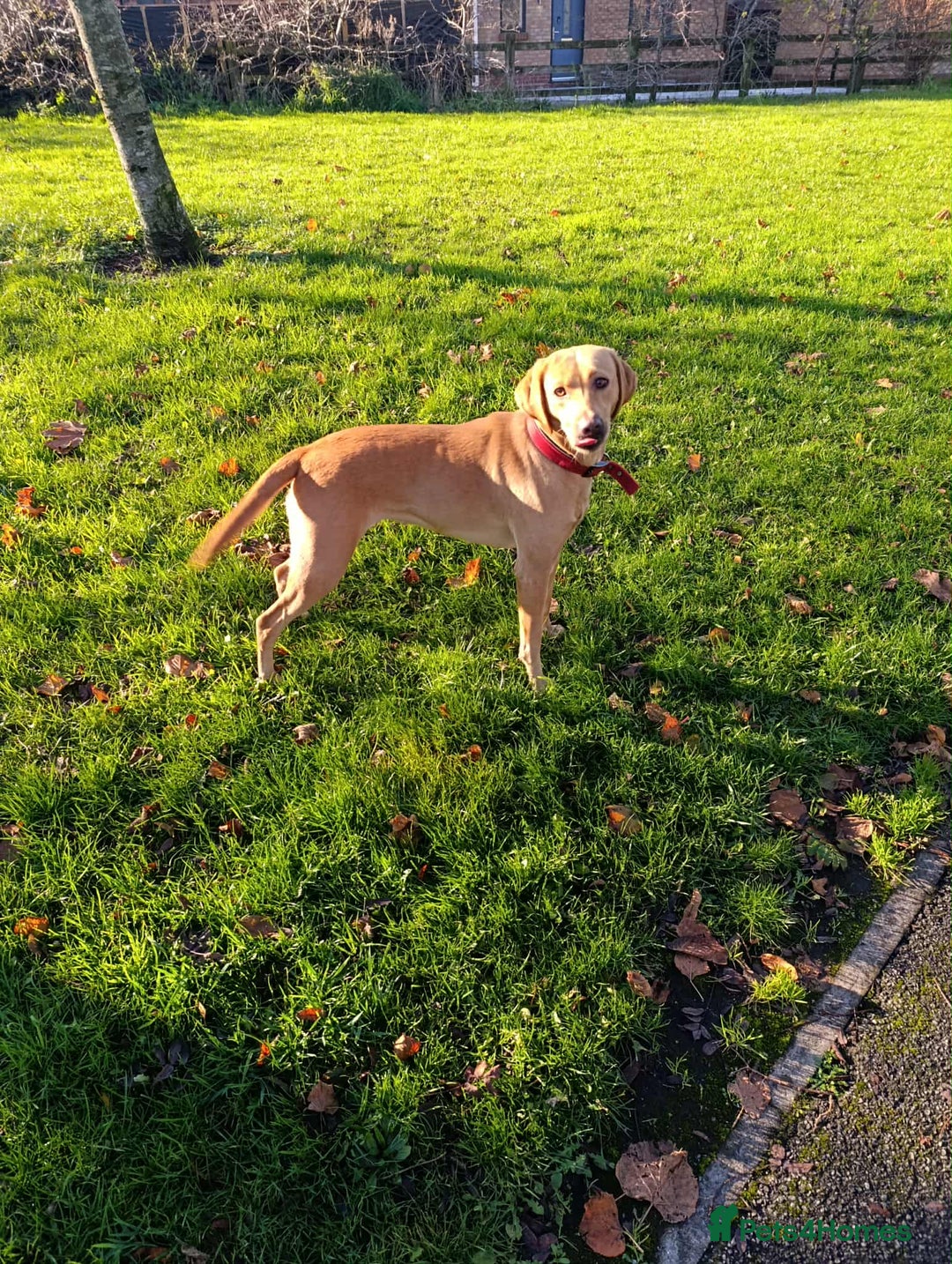 Labrador Retriever dogs for sale: Female Labrador  - Advert 9