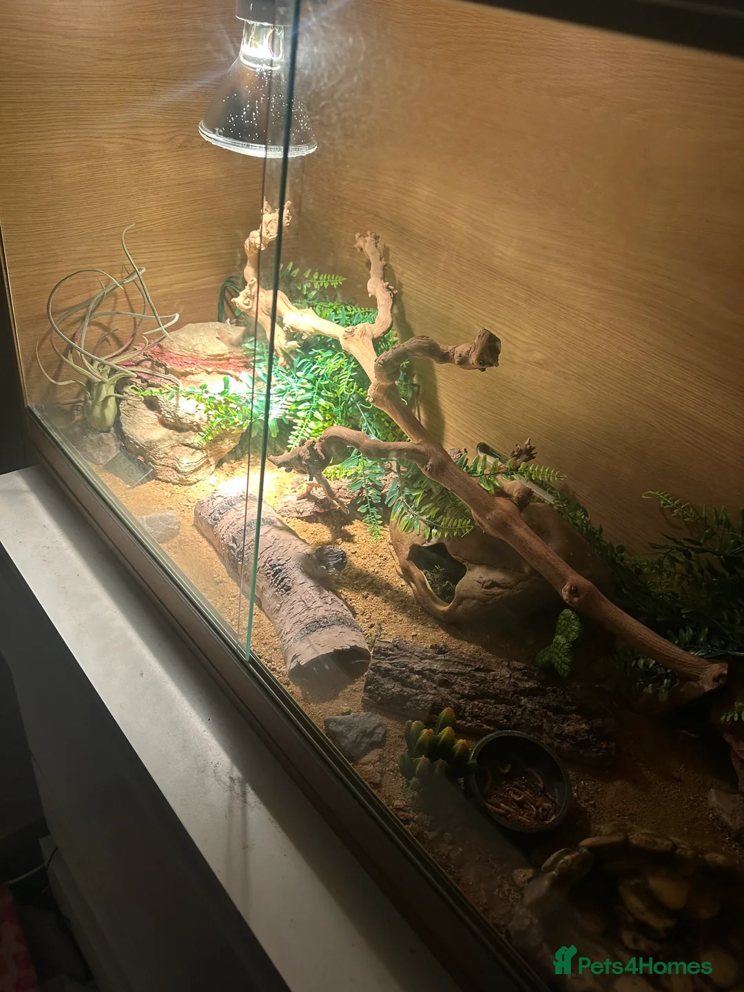 Leopard Gecko reptiles for sale: Female leopard gecko and full set up for sale - Advert 7
