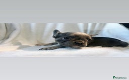 French Bulldog dogs for sale: French bulldogs , one fluffy (like his mum)  - Image 16