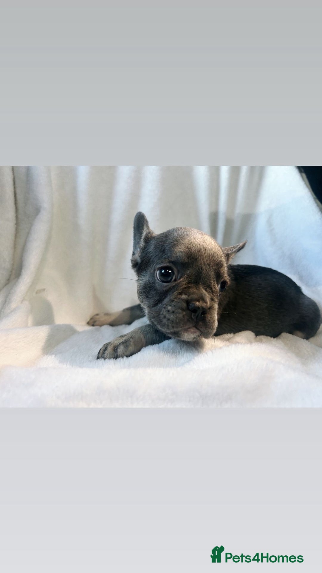 French Bulldog dogs for sale: French bulldogs , one fluffy (like his mum)  - Image 16
