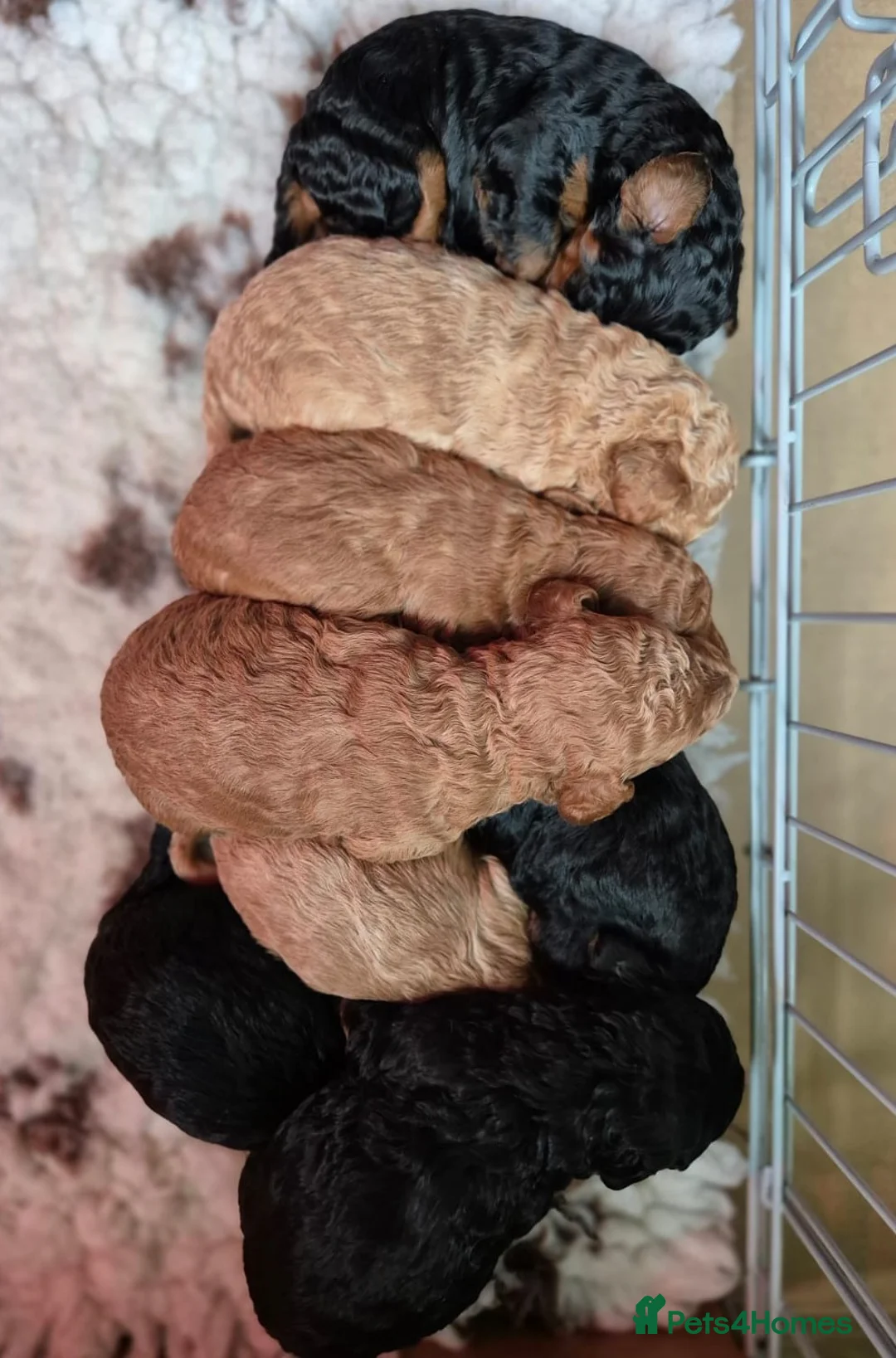 Toy Poodle dogs for stud: *Proven* KC registered Toy Poodle - petite boy in Bolton - Advert 29