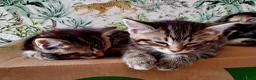 Mixed Breed cats for sale: Half Pedigree kittens - Advert 3
