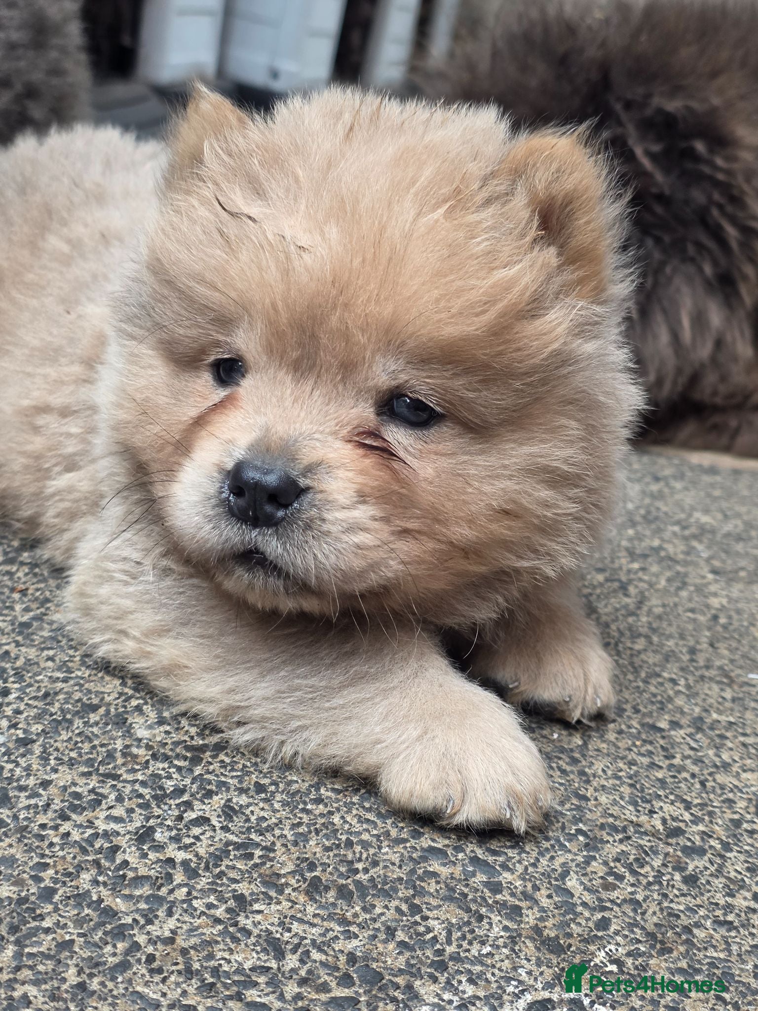Chow Chow dogs KC REG CHOW CHOW PUPPIES, READY - Advert 4